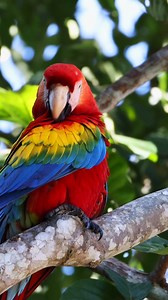 The scarlet macaw is life, color, and energy in the Peruvian AmazonIn Tambopata, you can see them flying freely, nesting in the giants of the Amazon rainforest. Through the Tambopata Macaw Project, we work to reduce the threats they face in the Madre de Dios region. Macaws are the ambassadors of the rainforest, and their conservation is in our hands. Come see them in their natural home and be part of this great story. Want to learn more about our Tambopata Macaw Project? #macaws #macawsofinstagr