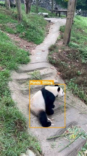 🐼 AI Detects Panda Tracking in Real Time! | Smart Animal Tracking #Shorts #shorts