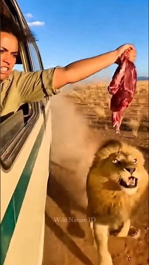 The speed of a lion while chasing meat on the savanna