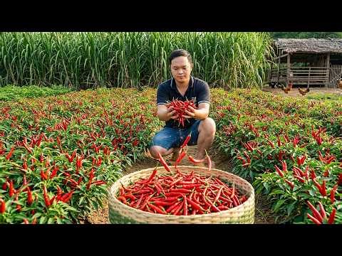 Duong Expands the Farm by Harvesting Chili and Growing Sugarcane