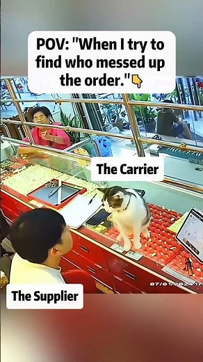 just a regular day in dropshipper's life😺#makemoneyonline #dropshipping