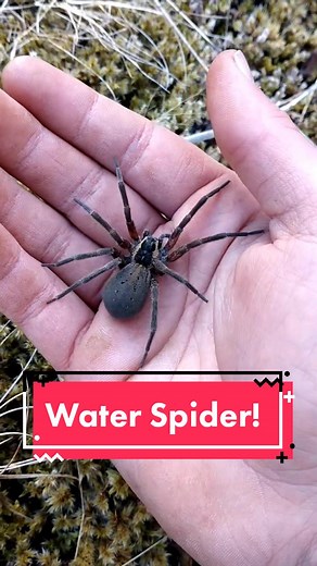 Samuel Purdie Wildlife on TikTok