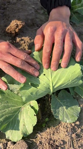 Rural life 🍉 Farming 🍉 Real vs Ai 🍋 Gardening #rurallife #vlog #farming #shorts 66