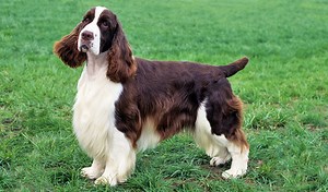 English Springer Spaniel - 101DogBreeds.com