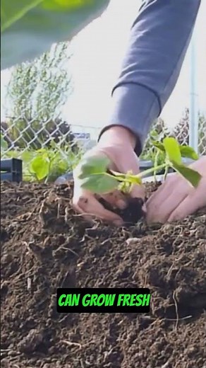 This Changes Everything About Starting a Garden #gardening #gardenhacks #diy