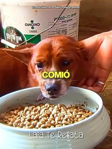 Cow RAISED This Dog! 🐄🐕
