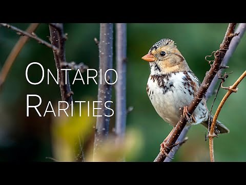 Rare Sighting: Top 5 Rarest Birds Spotted in Ontario, 2021 | Birding Adventures in Canada