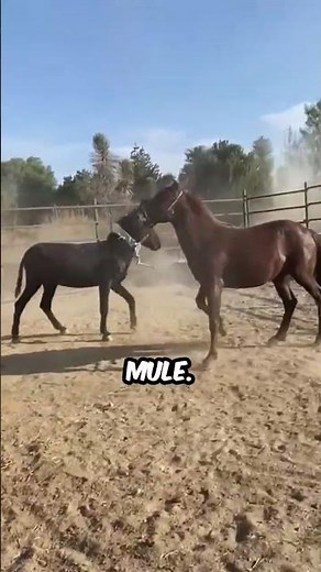 The Technique Used to Break a Wild Horse
