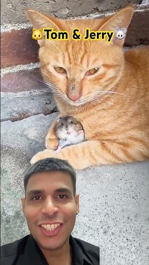 🐱Tom and Jerry🐭: The Timeless Cat and Mouse Bond That Captivates All Ages🩵💙 #viral #duo #shorts