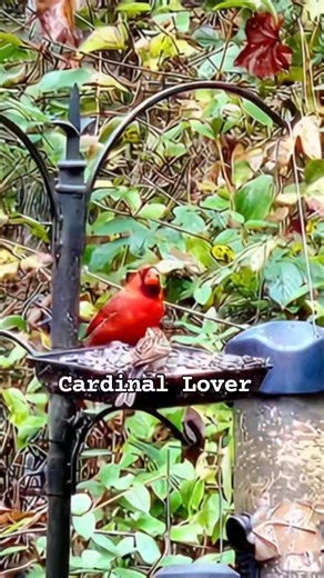 Do you know what the cardinal bird eats? Cardinal Lover | Cardinal Lover