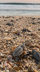 2.2K views · 205 reactions | Sea Turtles have been swimming in our...