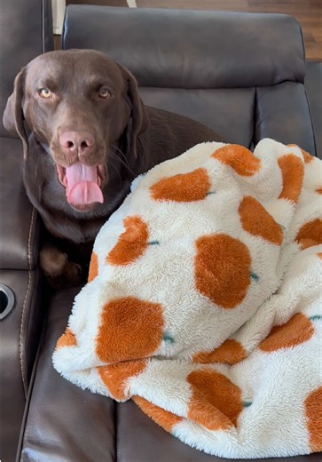 Spoiled Labrador Demands Comfort with Seat Recline