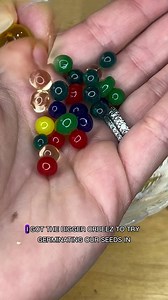 I tried germinating seeds in orbeez. Did it work?🌱🔮I wanted to see if I could germinate seeds in water beads, also known as orbeez!I tried using a super tiny lime basil seed but as you can see it escaped from the right hand corner.The water beads kept shrinking down as they sat out and I tried to keep adding water but the seeds weren’t sturdy in the little orbizzle pod.So we all know what I had to do, I had to get jumbo orbeez and try growing the seeds in the bigger water beads so they’re in t