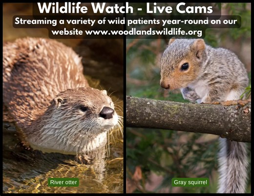 Wildlife Watch Wednesday! You have got to see this! OTTER CAM 🦦 Watch now: https://woodlandswildlife.org/wildlifewatch/ Donate to support: https://woodlandswildlife.org/ Outdoor cam is now featuring American river otter!! Indoor cam is featuring Eastern gray squirrels! Our wildlife cameras are rolling, capturing incredible moments of these amazing animals as they recover and prepare for release back into the wild. By tuning in, you’re not just watching—you’re witnessing the impact of wildlife r