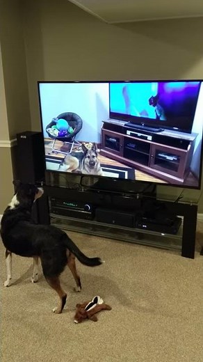Border Collie/Sheltie howling with German Shepard howling with wolves from Zootopia