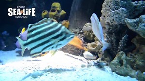As cores do SEA LIFE Porto! #sealifeporto #sealife | SEA LIFE Porto