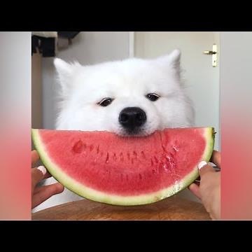 ASMR Dog Eating Watermelon