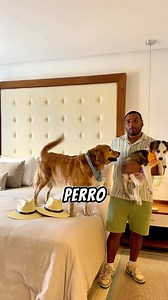 Paradisus La Perla by Meliá - Adult Only Te cuento amistad que el hotel esta de pelos , con casi 1000 habitaciones esta propiedad cuenta con dos hoteles , nosotros nos quedamos en este que es petfriendly y lo perron es que a diferencia de otros hoteles este no tiene limite de peso en los perros ! Es mi primer dia completo asi que aun ando haciendo exploraciones cualquier otra duda hazme saber amistad. Posdata : si blu no deja en paz a murph ayuda puro lo anda jugueteando . . . . . . #hotelpetfri