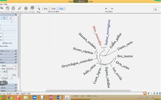 利用figtree软件美化进化树