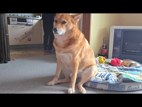 人間のオジサンっぽいオイヌ様(雑種犬)