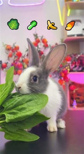 ASMR Emoji Food Eating Challenge | Cute Bunny Eating #shorts #pet #bunny #emoji