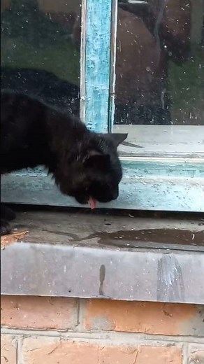 the cat is vomiting #cat #cats #catvideos #vomiting #meme #catshorts