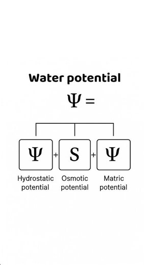 Water Potential Explained: Ψ = Ψh + Ψs + Ψm #biology #plants #shorts