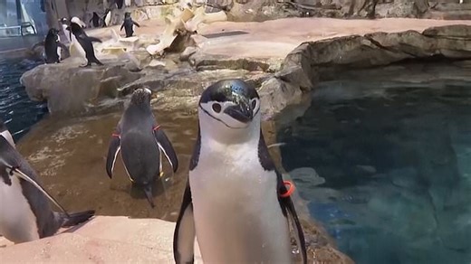 Penguins microsleep for a few seconds thousands of times a day, study finds