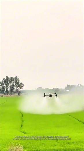 Drone Sprays Green Rice Fields