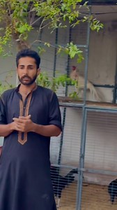 115K views · 7K reactions | #saqisaqi #lahoraseel #shamo #chinashamo #birds #thailandaseel #shelter #shamobussince #thaiburmi #thaiaaeel #aseel #burmiaseel #whiteshamo #kingshamo #lahorephotography #saqiaseelfarm #Thailand #thaifighter #shamobussince #lakhashamo #blackshamo # #burmiaseel #thiafight #saqisaqibirdsshelter #whiteoshamo #king #saqisaqi #birdsshel #shamofight | Bird's shelter | Facebook