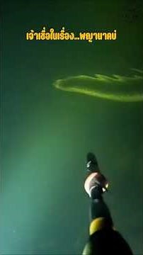 เจ้าเซื่อในเรื่อง...พญานาคบ่ #wildlife #animals #nature #buaya #crocodile #ular#piton