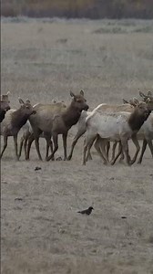 Massive Elk Herd Migration