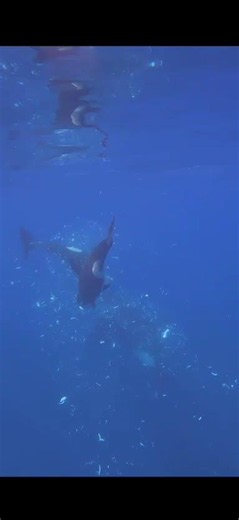 Orcas in the Gulf of California Caught Ramming Dead Sharp-Tail Sunfish