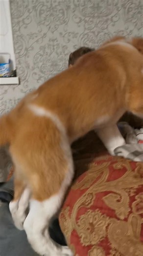 Šurmulys ir pasiruošimas kelionei, zyzianys vaikai (pas mus – vėjarаupiai 😀). Lyg ir sveiki, bet su mumis niekas nenori draugauti. Oras toks, kad lauke pramogų nedaug, o namai virto tikra chaoso būstine! Bastionas, kuris galvoja, kad jis „pinčeris arba voverė“, lipa visur, gaudo vaikus ir juos pakramsnoja. Vaikams bėgant, jis nuolat įkanda į užpakalį. 🤣. Man tai juokinga, o jie 😭 Tada supranti, kaip nuostabu gyventi šiame chaose, kokia tai laimė 🥰 ir kiek daug karas atėmė iš ukrainiečių! „Ka