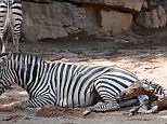 Incredible video of baby zebra being born in Bioparc Zoo