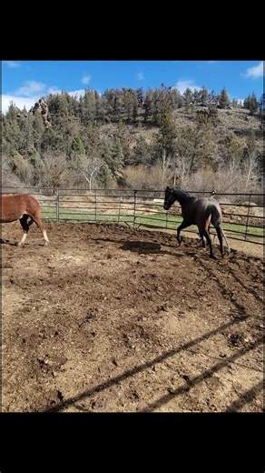 Riki Johnson (@riki_mj)’s videos with Sail - DevilDriver