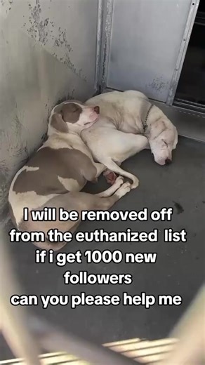 Am kindly requesting for your support to save dogs lives #dogslove #animalsrescue #savedogs