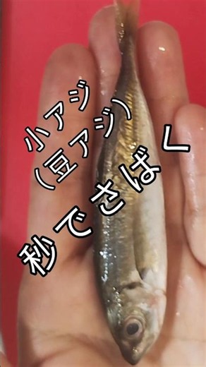 Chef fillets small horse mackerel (mame-aji) by hand, super easily