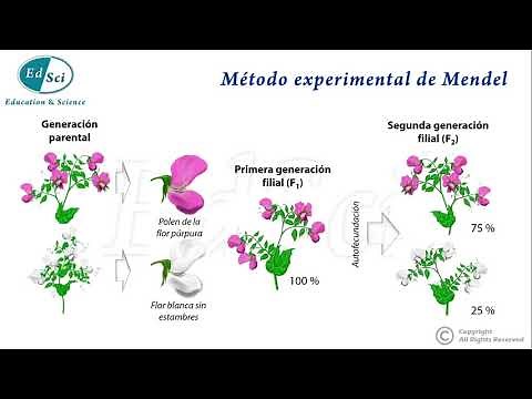 Genética Mendeliana: Experimentos de Mendel 👈🏻😉💯🔝
