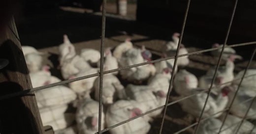 Top 5 emerging infectious diseases