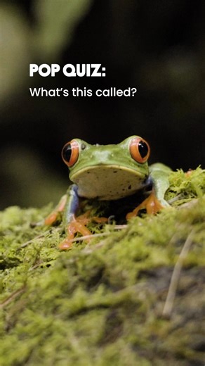 10K views · 147 reactions | Hoppy #WorldFrogDay!  Speaking of frogs,...