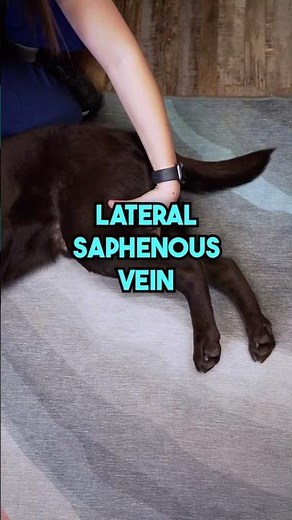 How To Restrain A Dog For Blood Draws! #shorts #veterinarymedicine