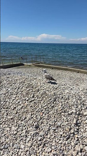 Seagull by the Sea 🌊 | Relaxing Ocean Sounds & Coastal Calm