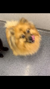 1K views · 122 reactions | Pom Milo is looking for a new home and Charlie black Pomapoo is reserved #limerickanimalwelfare #charity #rescue #adoptdontshop #dogs #cats #donate #rescuekittens #rescuedogs #pugs#yorkshireterriers #rescuegreyhounds #volunteer #greyhounds #lurchers #horses #ponies #sponsor #puppies #lurcher #santapaws #puppies Please donate to our appeal for funds https://rb.gy/u73roq | Limerick Animal Welfare | Facebook