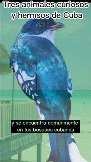 Some common animals in Cuba #WildCuba #AmazingAnimals #CubanWildlife