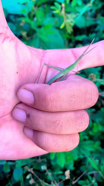 Green animal🪲😱 #insect #nature #cartoon #tractor #bhoot #animal #Wildlife #grasshopper