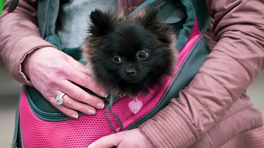 Out and about with a new puppy: the best doggie slings