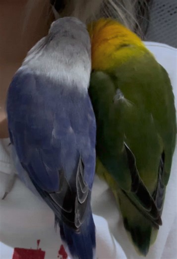 Heartwarming Moments with Relaxed Pet Birds