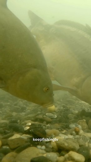 #CarpFishing #UnderwaterAngling #BigCarp #FishOnFilm #SubmergedCarp #AnglersView #BelowTheSurface #CarpCapture #AquaticAdventure #BelowWaterWorld #ReelSubmersion #HookedBelow #BelowTheBite #SubaquaticAnglers #CarpCamouflage #DepthsofFishing #BeneathTheReel #CarpChronicles #UnderwaterQuest #CarpCinematography | keepfishingtv