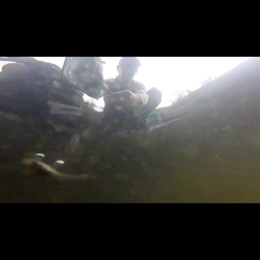 Underwater Footage: Releasing Gila Topminnow